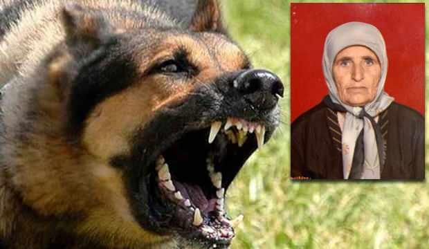 Adana'da başıboş köpek sürüsü yaşlı kadını parçaladı