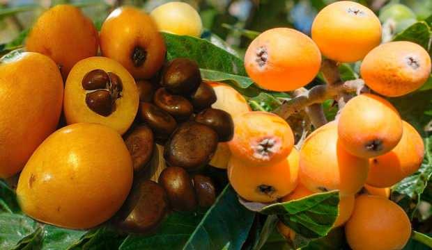 Yenidünya meyvesi hangi hastalıklara iyi gelir? Yenidünya yaprağı faydaları!