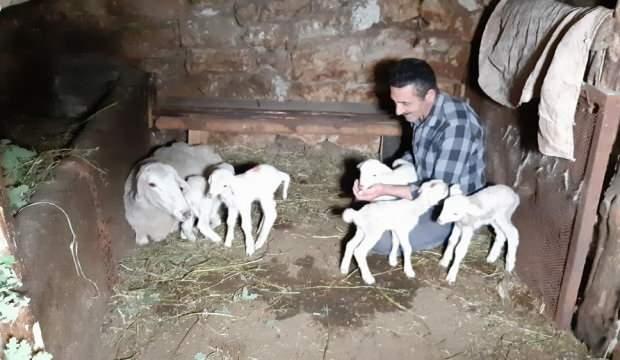 Tek seferde beşiz doğurdu, görenler hayrete düştü