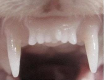 Gelinciğin 6 dişi vardı ancak ilaç verildikten sonra merkezde 7'inci diş çıktığı görüldü.