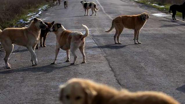 Bakan Koca'dan son dakika başıboş sokak köpeği açıklaması! 'Zorunluluk' deyip duyurdu