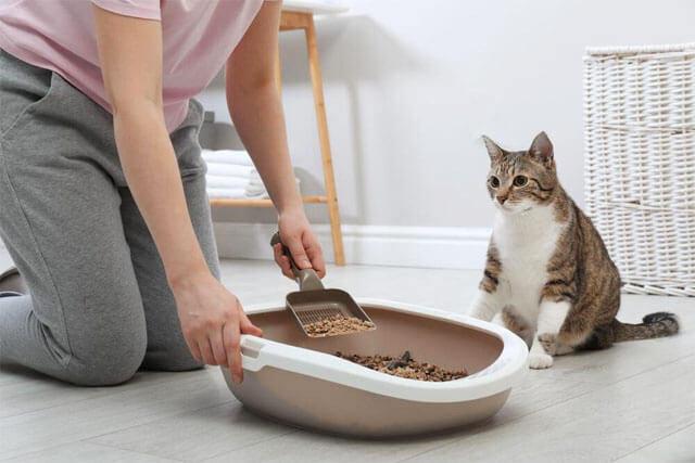 Kedi tuvaleti kokusunu anında yok eden mucize formül: Kedinizin tuvaleti artık kötü koku yaymayacak!