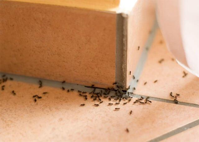 Karıncalardan kurtulma rehberi: Karıncalara zarar vermeden kurtulmak için en zararsız 5 doğal yöntem!