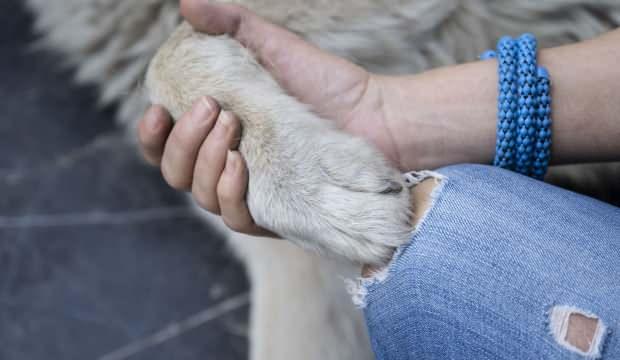 Sözde köpek seviciliğinin arkasında tatlı rant, lüks hayat!