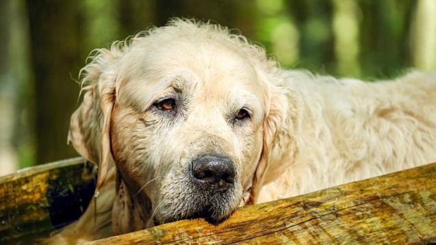 Sahipsiz köpek düzenlemesi TBMM'den geçerek yasalaştı! Belediye Başkanlarına ceza!