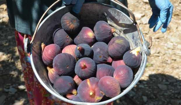 Antalya'da incir dalları yükünü bırakıyor: Hasat sezonu açıldı