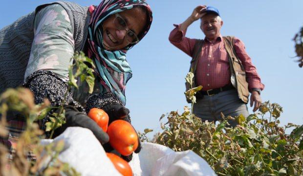 Tarlada kalan domatese, Ticaret Bakanlığı'ndan destek