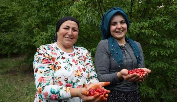 Şifa deposu kızılcık kirazının hasadı başladı