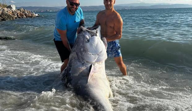 G&ouml;reni şoke eden dev balık! Tam 320 kilogram