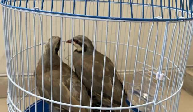 Kınalı keklik avlayan şahsa 13 bin 922 TL para cezası kesildi