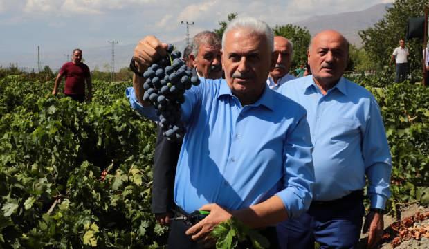 Yıldırım, Cimin üzümünün hasadına katıldı