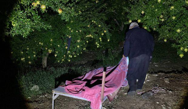 Bahçesine dadanan domuzlardan bıktı! Böyle çözüm buldu