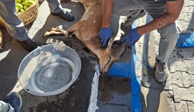 Tunceli'de başıboş k&ouml;pek saldırısı: Koruma altındaki yaban ke&ccedil;isi telef oldu