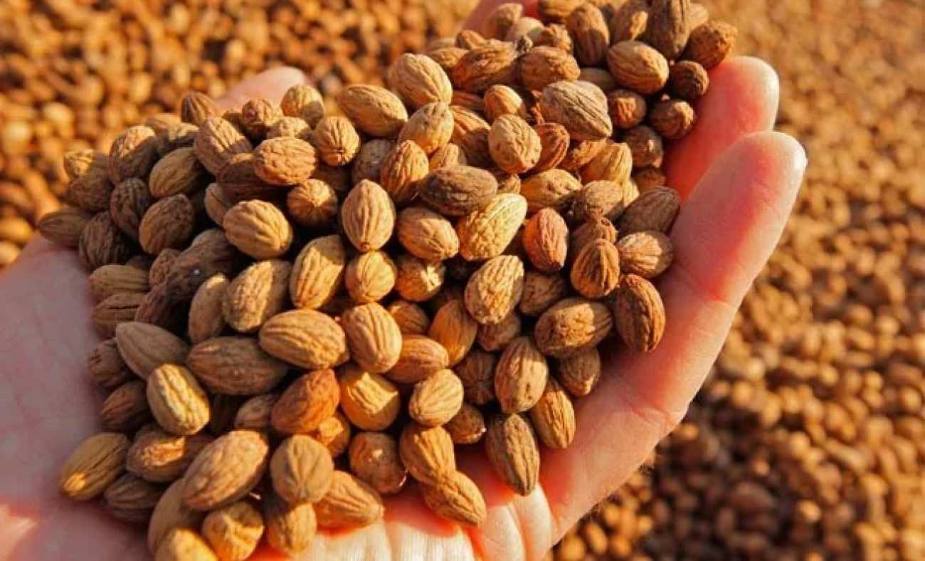 Zeytin çekirdeği yutmanın faydaları neler? Günde kaç tane zeytin çekirdeği yutulur? 