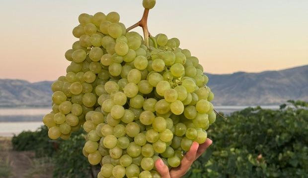 Devasa üzüm salkımlarını görenler şaşkın