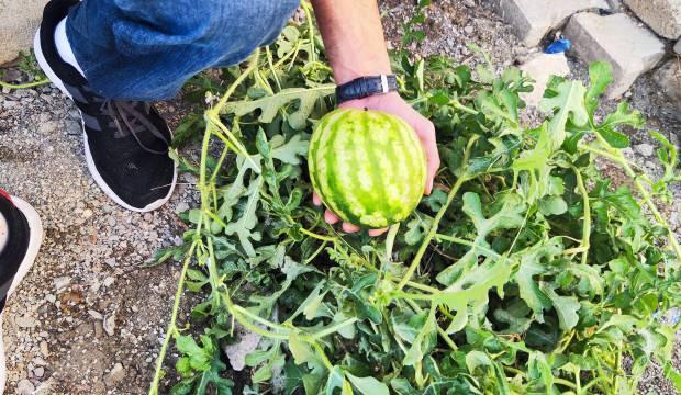 Yetiştiği yeri görenler hayrete düştü