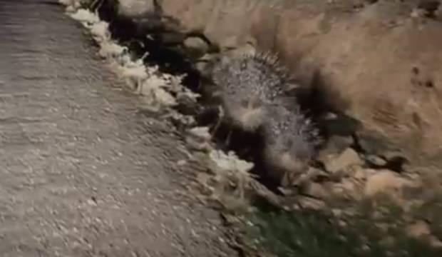 Mardin'de görüldü: Kırmızı listede olan o hayvan...