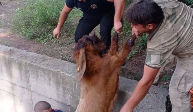 Yerinde durmayan keçiler gözlerini havuzda açtılar