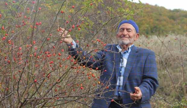 Bu bitkiye dikkat! Şifa bulayım derken zehirlenebilirsiniz