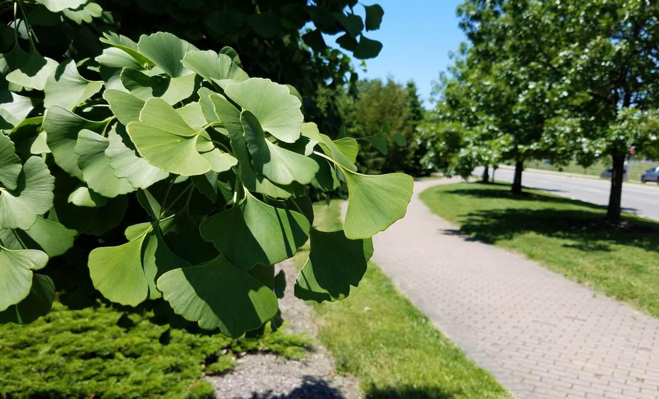 Hafızayı çelik gibi yapıyor! Atom bombasına direnen bitki Ginkgo Biloba'nın faydaları
