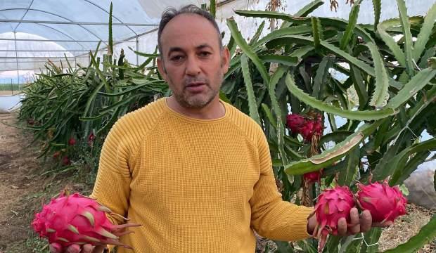 Tadına bakıp boş araziye dikti! Kilosunu 200 TL'den satıyor