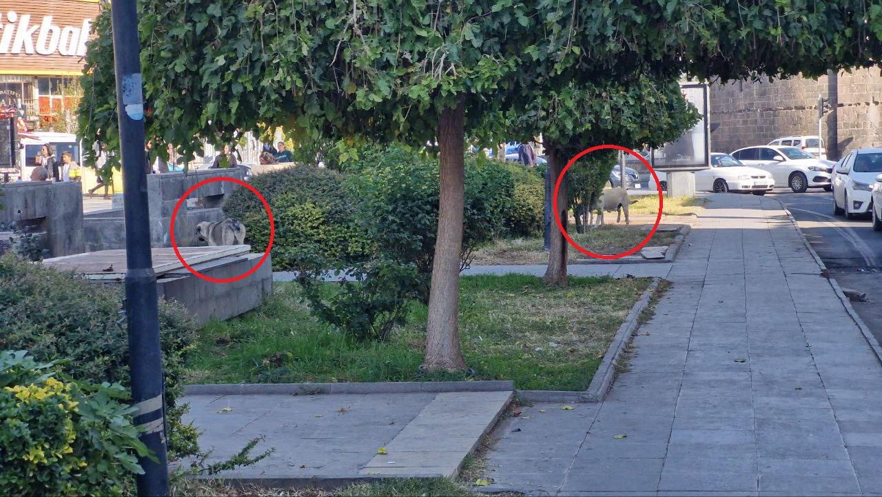 Diyarbakır'da Dağkapı Meydanı'nda gezen başıboş köpekler