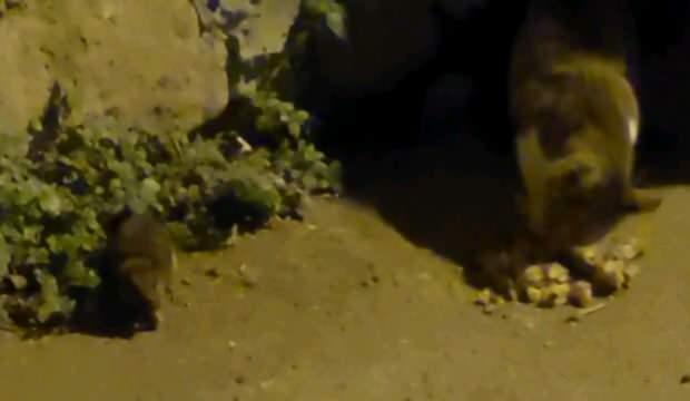 Hayvanlar aleminde şaşırtan görüntü: Kedi ve farenin dostluk sofrası!