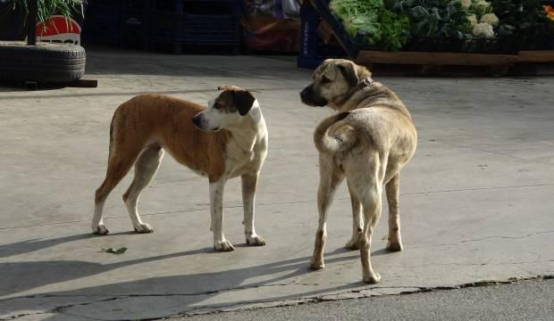 Ordu'da başıboş sokak köpekleri 70 yaşındaki adama saldırdı 