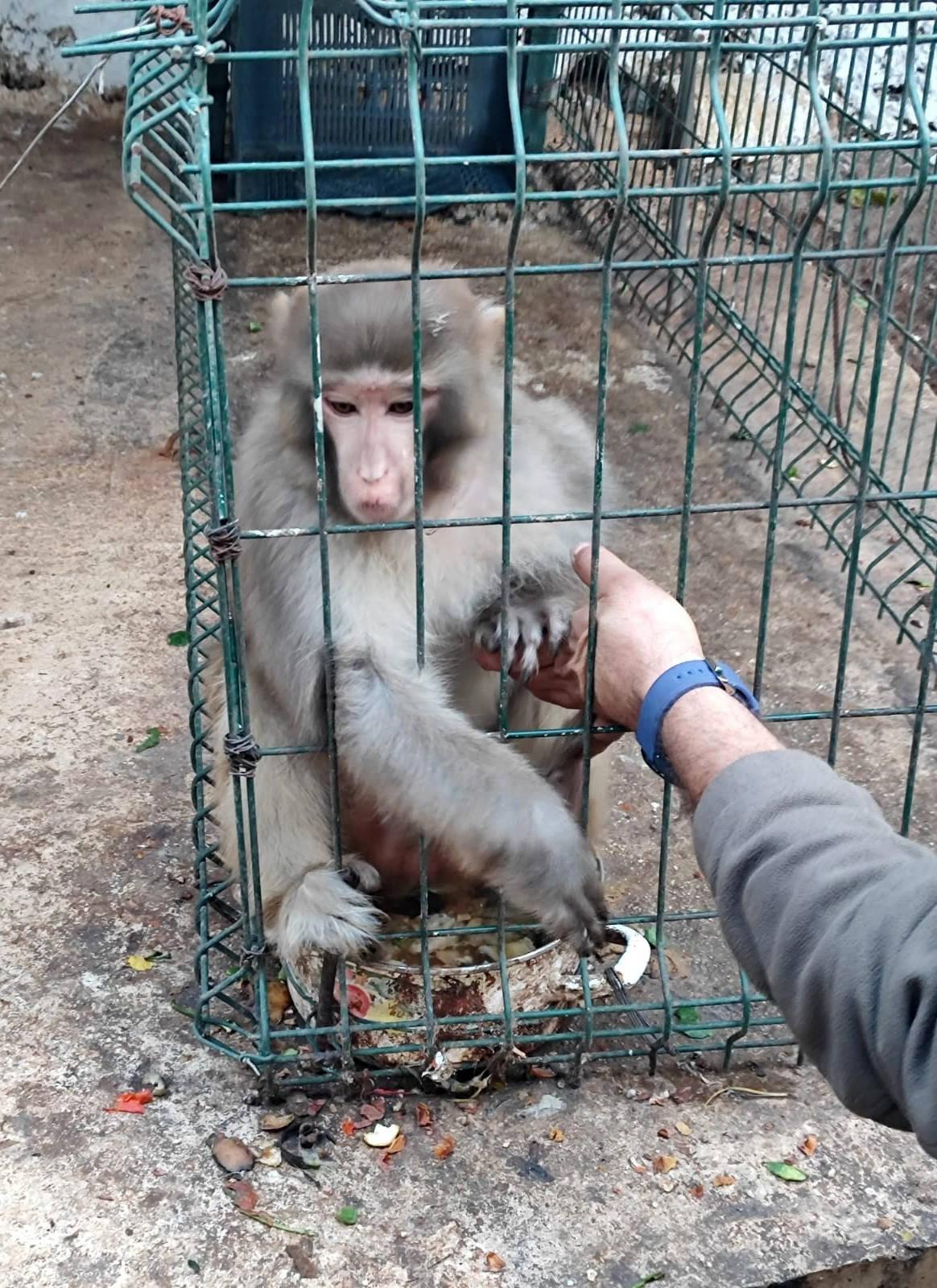 İşte o Rhesus maymunu