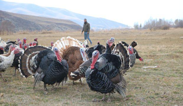 Hindi fiyatları çeyrek altınla yarışıyor 