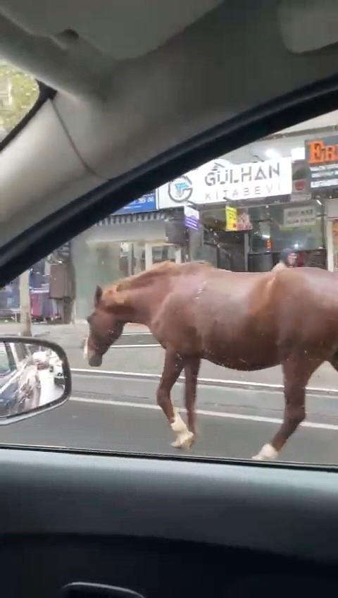 Başıboş atları görenler telefon kamerası ile kaydetti.