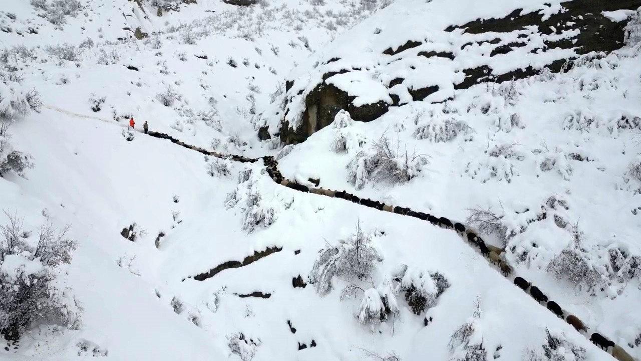 Koyunları kurtarmak için tüm mahalle halkı seferber oldu.