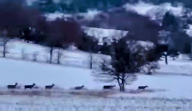 Bilecik'te sürü halinde görüldü 