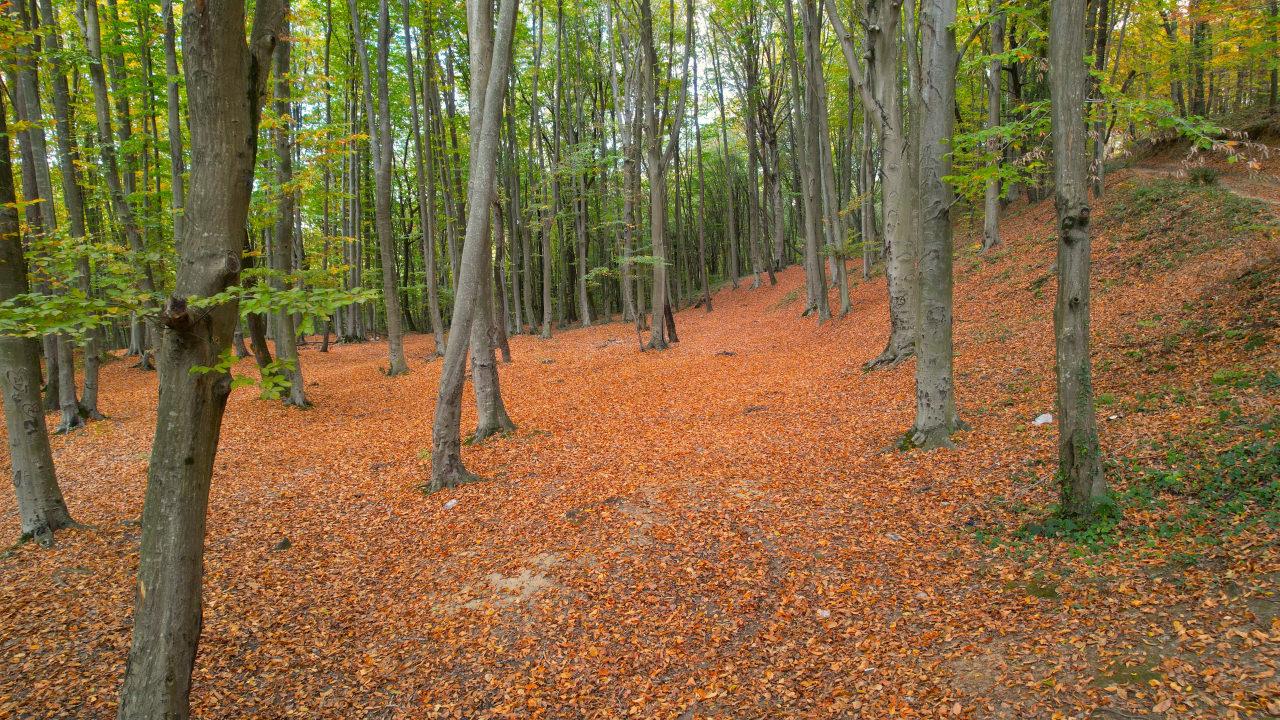 Belgrad Ormanı'ndan bir başka görüntü