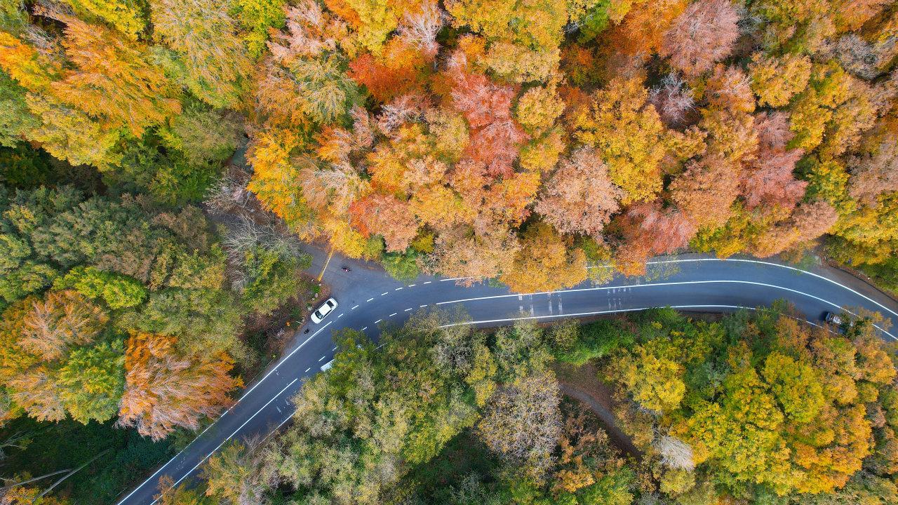 Belgrad Ormanı'nın havadan görüntüsü