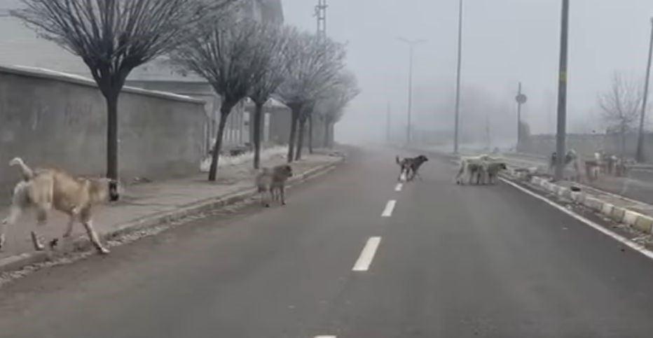 Patnos'ta gezen başıboş köpekler