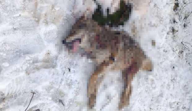 Görüntüler Bitlis'ten: Sürüye saldıran kurdu çoban köpekleri parçaladı!