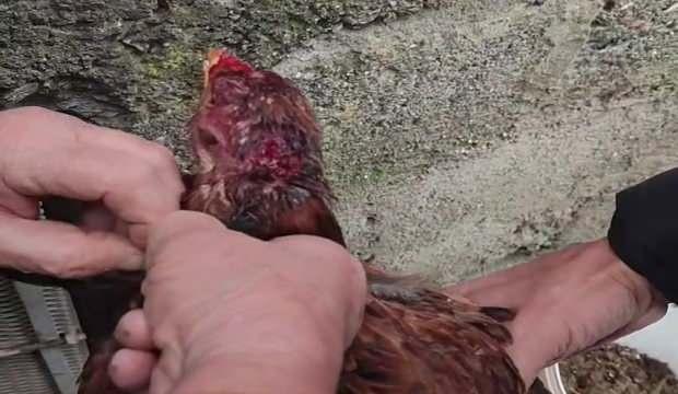 Zonguldak'ta vicdan sorgulatan olay: Boynuna ip dolayarak ölmesini beklediler