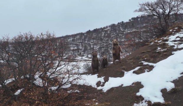 Tunceli'de görüldü: Saldırmak yerine ailesiyle poz verdi 