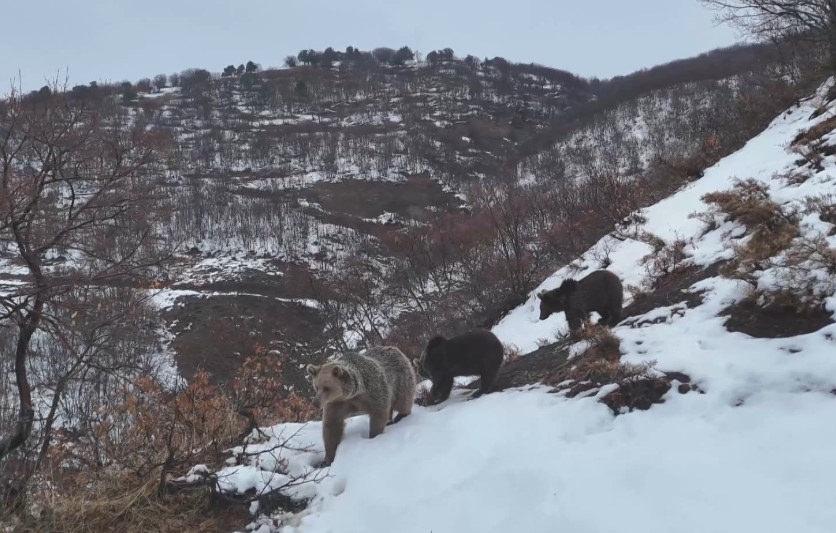 Tunceli'deki ayı ailesi 