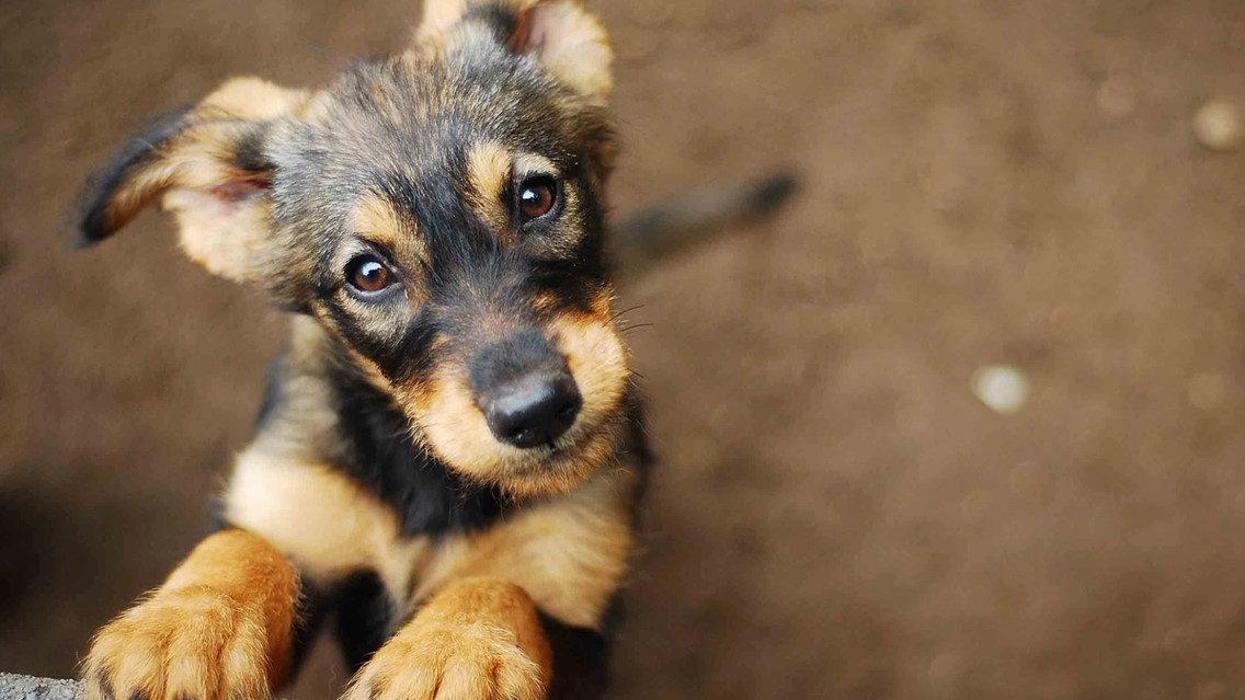 Japonyada Köpek Günü olarak kutlanan 1 Kasım için temsili bir köpek görseli