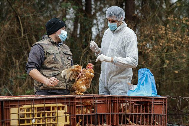 Bir çiftlikte bulunan tavuklara kuş gribi testi yapan sağlık görevlisi ve çiftlik sahibi