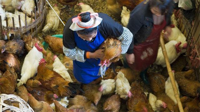 Bir çiftlikte tavuklarla doğrudan temas eden bir kadın