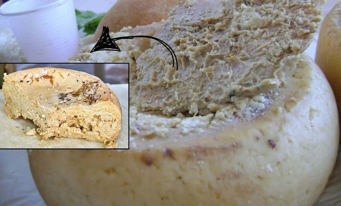 Avrupa Birliği "Casu Marzu" peynirini yasakladı! 