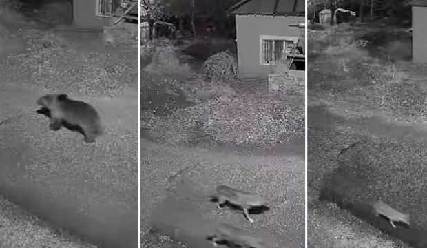 B&ouml;lge halkı şaşkına d&ouml;nd&uuml;: Kurt, ayı, tilki k&ouml;ye indi!