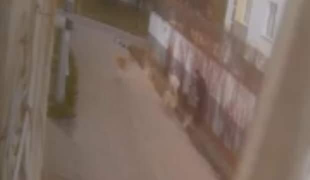 Eskişehir'de vatandaşın başıboş köpek kâbusu! Sürü halinde saldırdılar