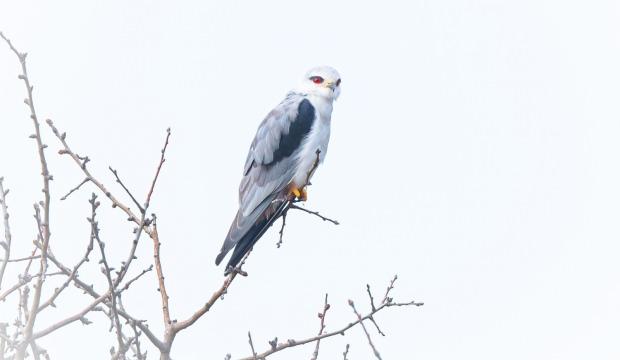 Kırmızı gözlü yırtıcı Bursa'da görüldü: Tam bir çiftçi dostu