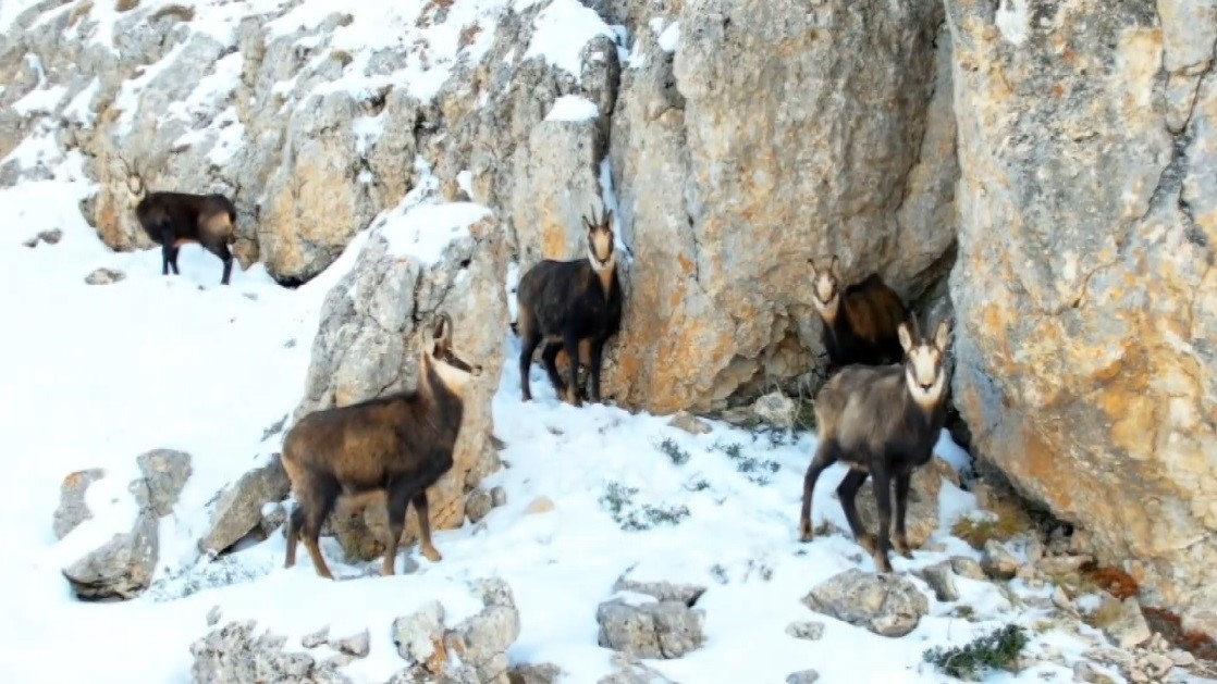 Çengel boynuzlu dağ keçileri avlamanın cezası 650 bin TL