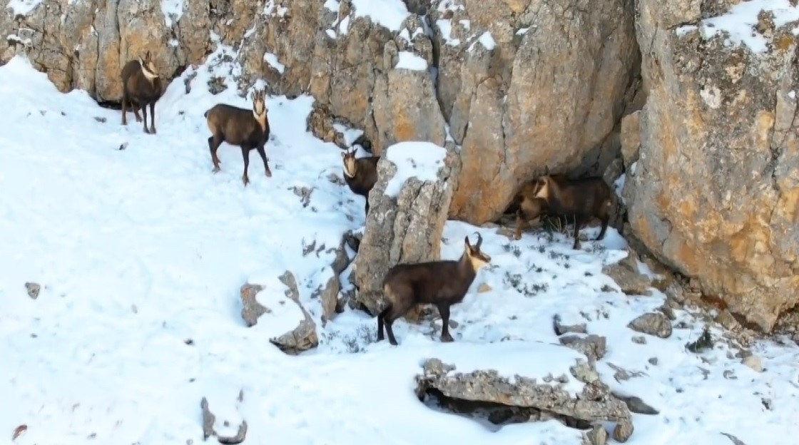 Çengel boynuzlu dağ keçileri havadan görüntülendi. 