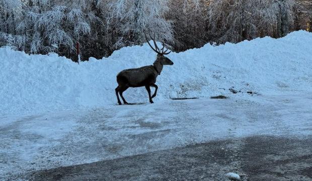 G&ouml;r&uuml;nt&uuml;s&uuml; mest etti: Kuzu Yayla Tabiat Parkı'nda kızılgeyik g&ouml;r&uuml;nt&uuml;lendi
